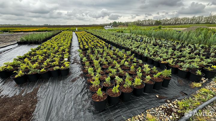 Готовый бизнес посадка закладка питомника