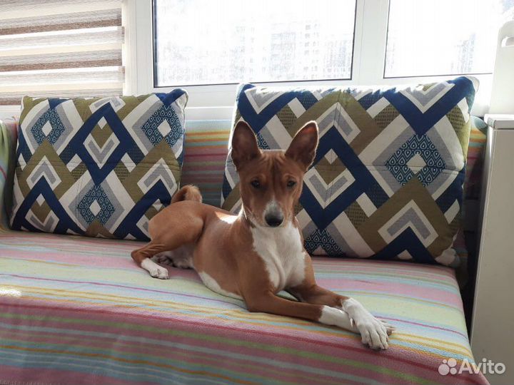 Басенджи вязка