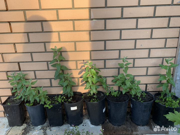 Лох узколистный серебристый