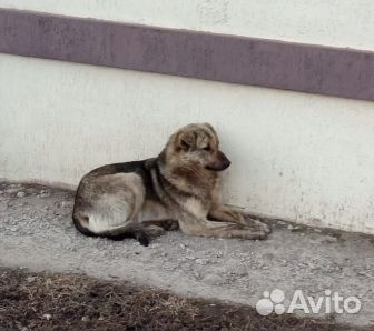 Собака в добрые руки