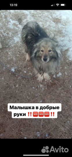 Собака в добрые руки