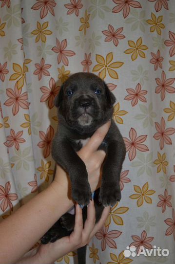 Щенки кане корсо девочки