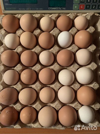 Домашние куриные яйца и перепелиные
