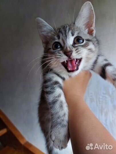 Кот в дар