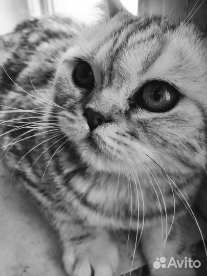 Котенок британский мраморный