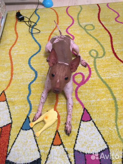 Уход за животными