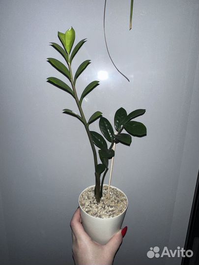 Замиокулькас