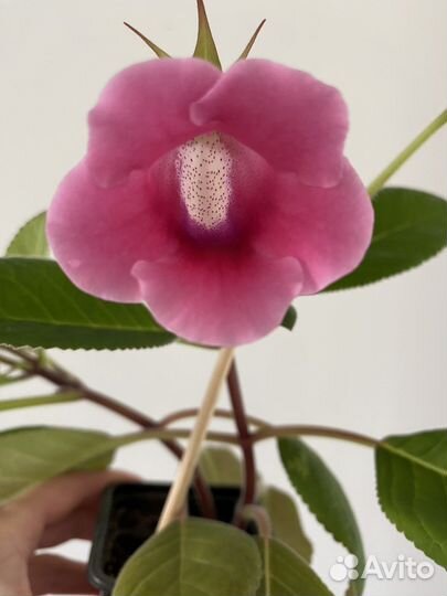 Глоксиния розовая цветущая