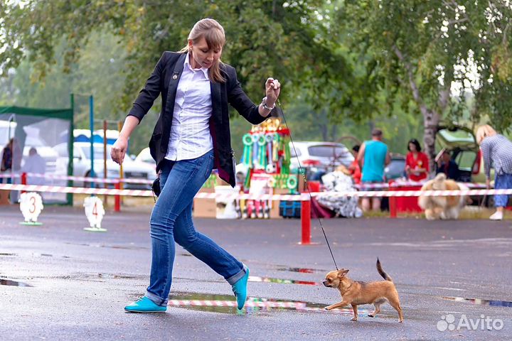 Чихуахуа Девочка в любящие руки