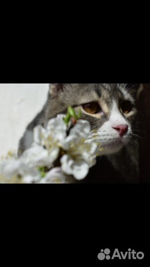 Котик для вязки