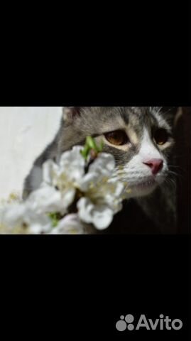 Котик для вязки