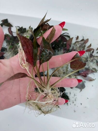 Криптокарина