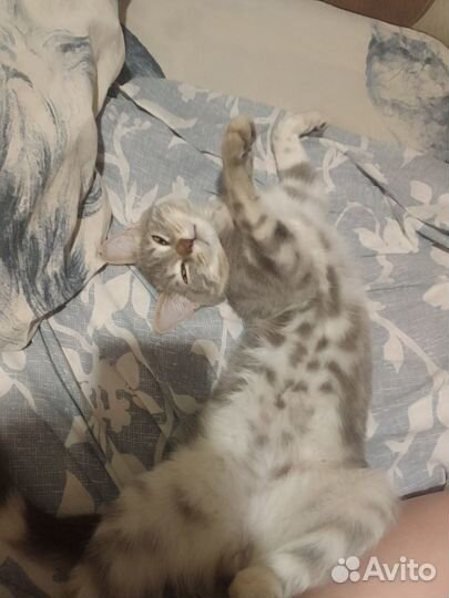 Котик британца, вязка