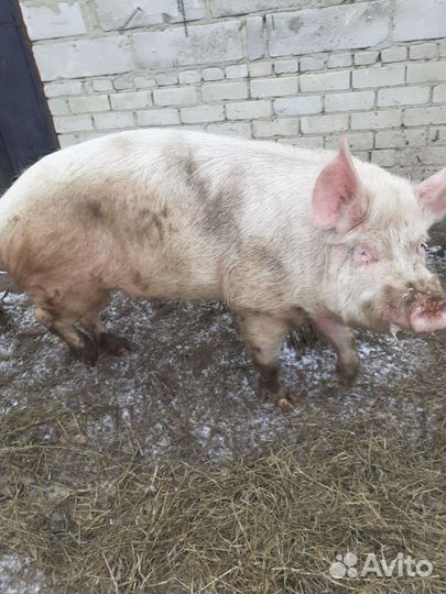 Продам хряка