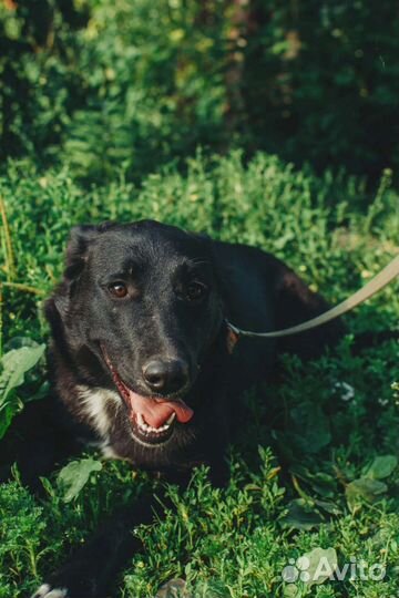 Нежная Тофи