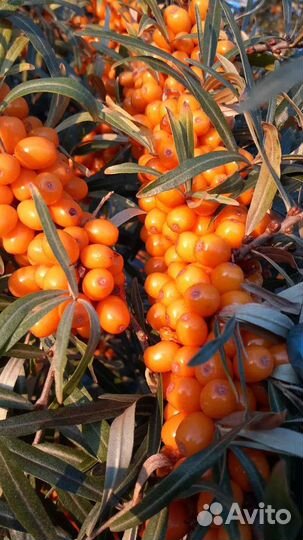 Облепиха ягоды