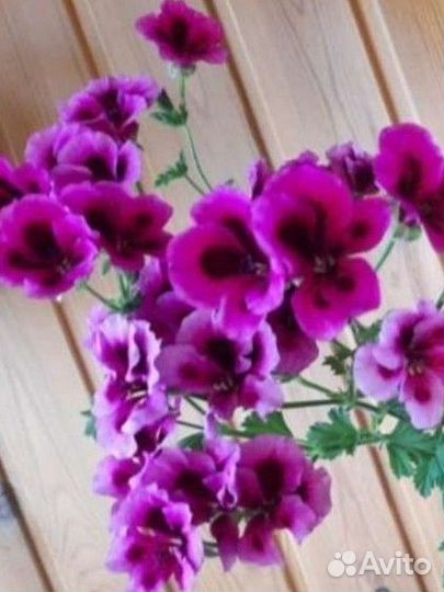 Королевская пеларгония герань