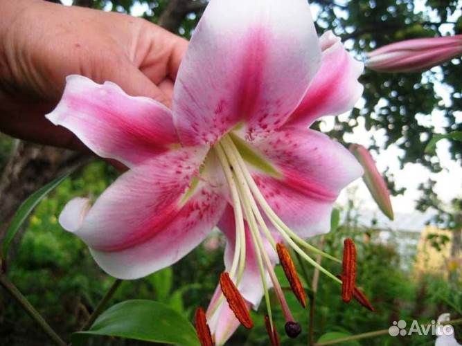 Луковицы лилии