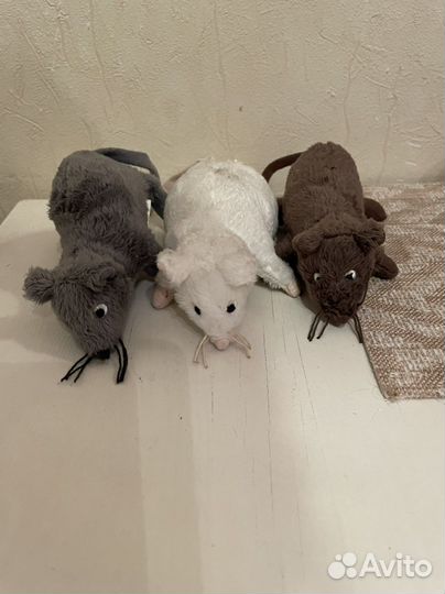 Белочка, крысята