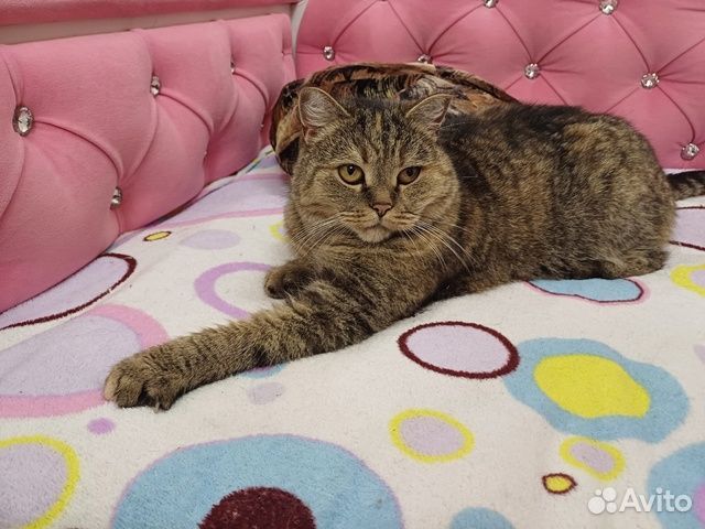 Кошечка ищет дом