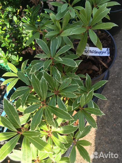 Питтоспорум вариегатный вечнозеленый