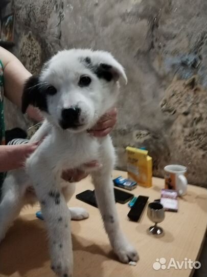 Щенки в добрые руки