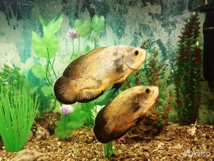 Обслуживание аквариумов