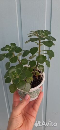 Аихризон (Дерево Любви)