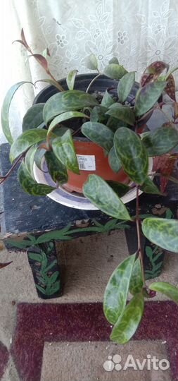 Эсхинантус мраморный