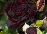 Роза Черный Принц чайно-гибридные
