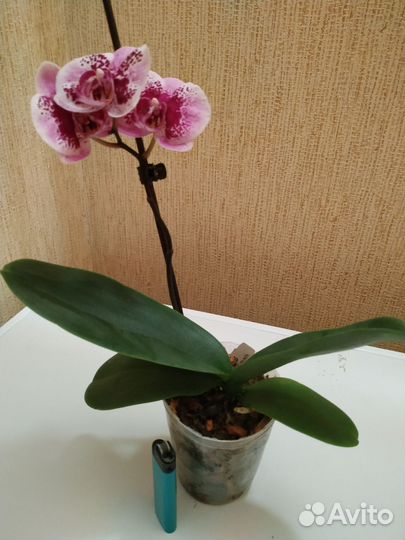 Орхидея фаленопсис