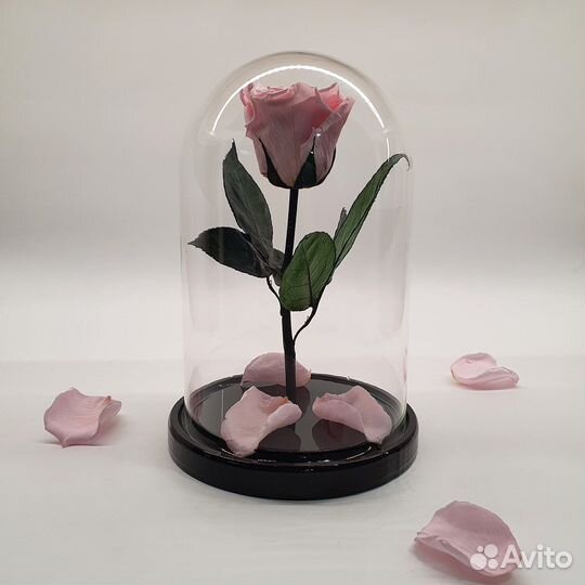 Розы в колбе огромный выбор