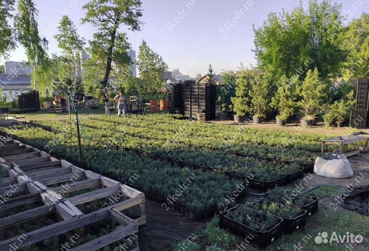 Саженцы кедра