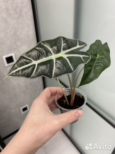 Комнатные цветы