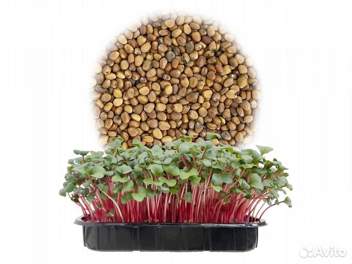 Семена Микрозелень от 50 грамм арт.0007