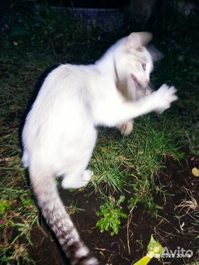Котенок девочка мышеловка