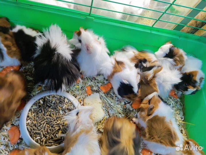 Морские свинки
