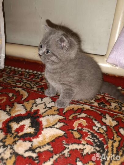 Котята