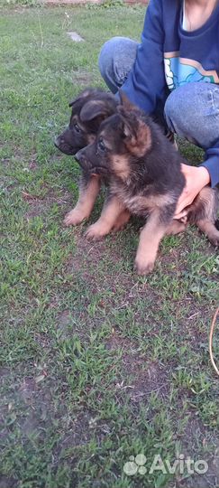 Щенки немецкой овчарки