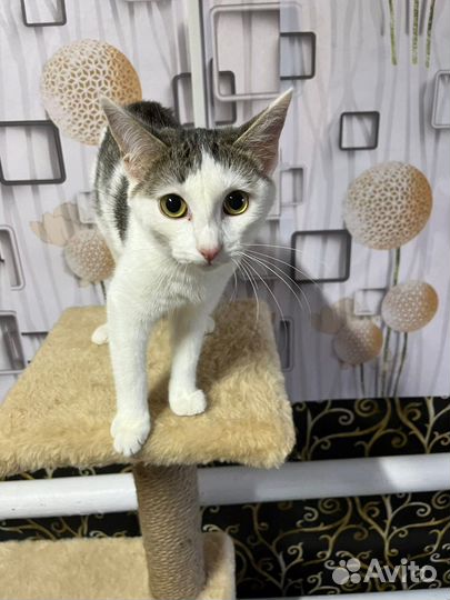 Ласковый котенок в добрые руки