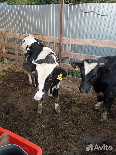 Телята бычки