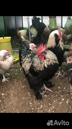 Петушки