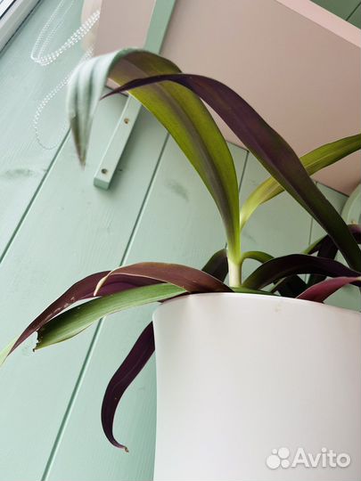 Традесканция рео разноцветная с горшком