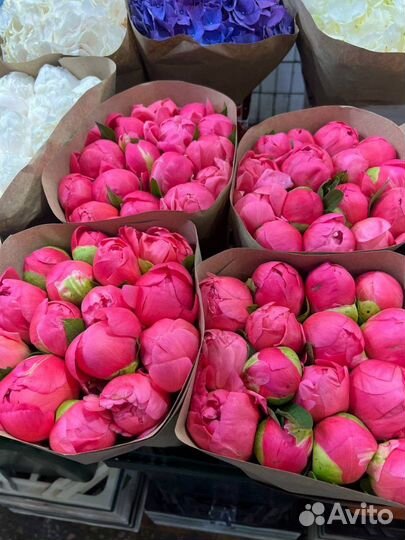 Пионы / Доставка цветов