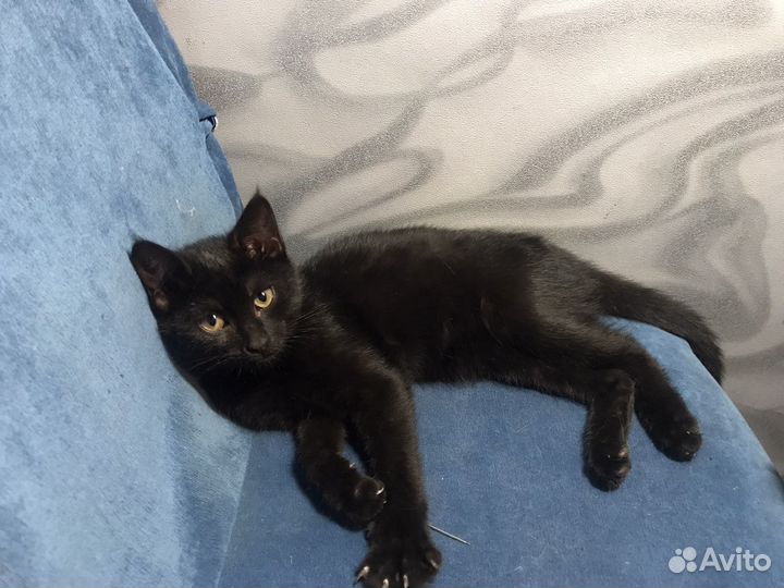 Котенок (девочка)