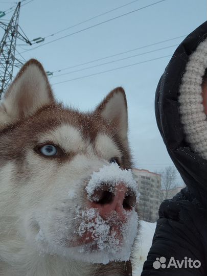 Сибирский хаски кобель вязка