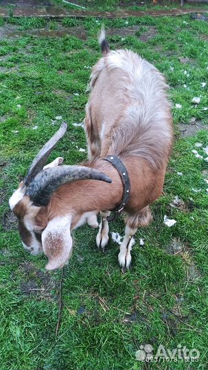 Козёл, вязка,чех