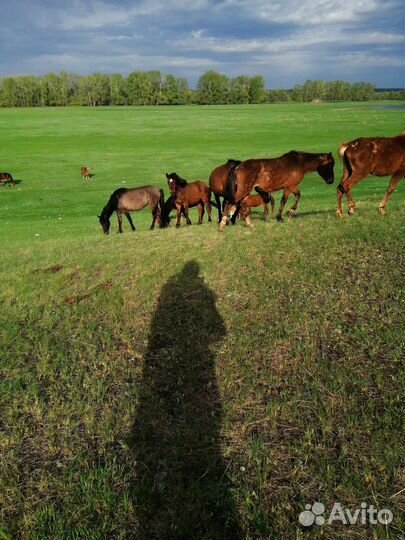 Продаются кобылы не жеребые