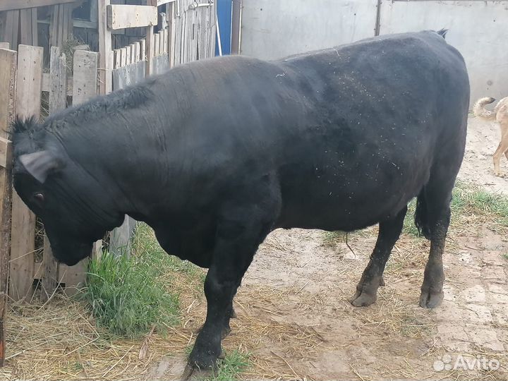 Бык Абердин