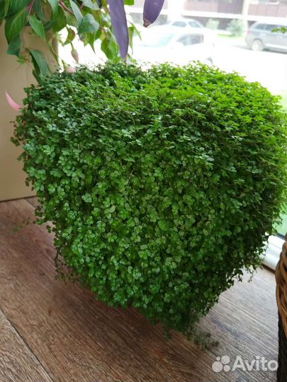 Солейролия